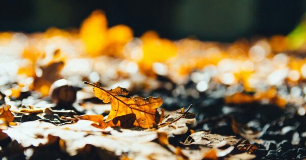 社員旅行に伴う休業のお知らせ